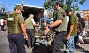 Secuestraron más de 300 animales sivestres que iban a comercializarse ilegalmente en la feria de Pompeya